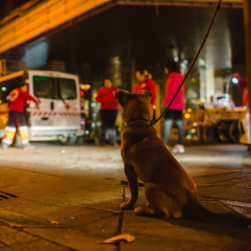 El valor de la compañía cuando vives en la calle