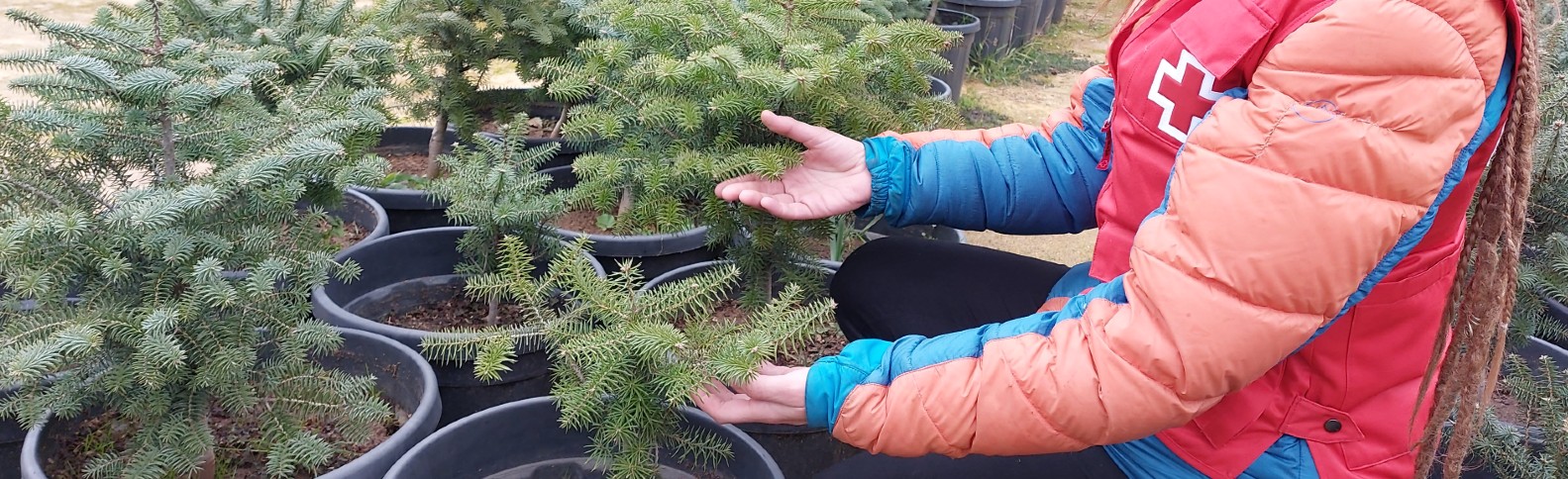 400 personas voluntarias contribuyen a la reforestación en el Parque Natural ‘Sierra de las Nieves’