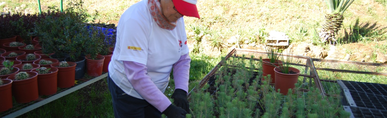 Bajo la sombra del pinsapo