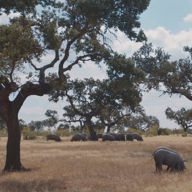 Un paisaje en la cazuela I Capítulo 7: Cerdo (Extremadura)