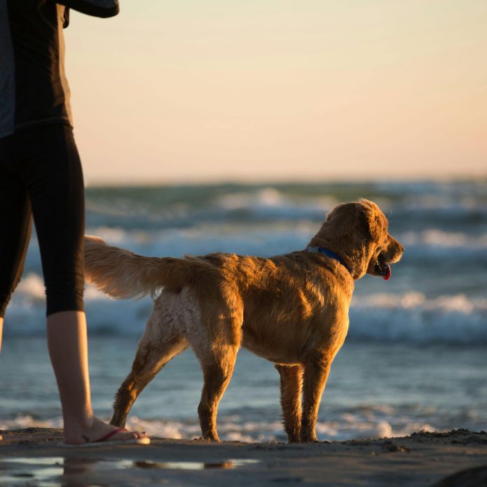 Cómo proteger a tu mascota del calor extremo