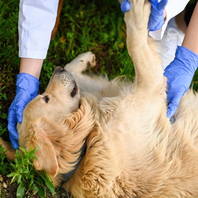Cómo socorrer a tu mascota en caso de emergencia