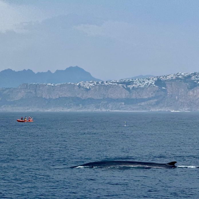 Se ha avistado un tesoro marino en Dénia